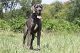 DOGUE ALLEMAND 162